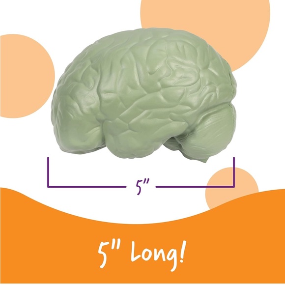 Brain model - Picture 3 of 6